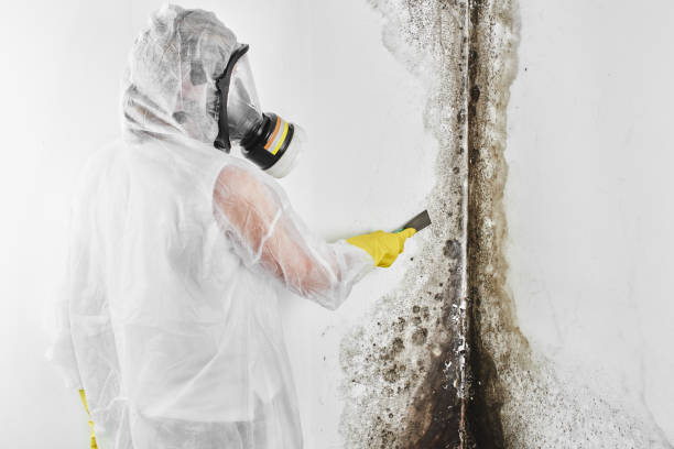 Buzzards Bay, MA Mold Removal Company
