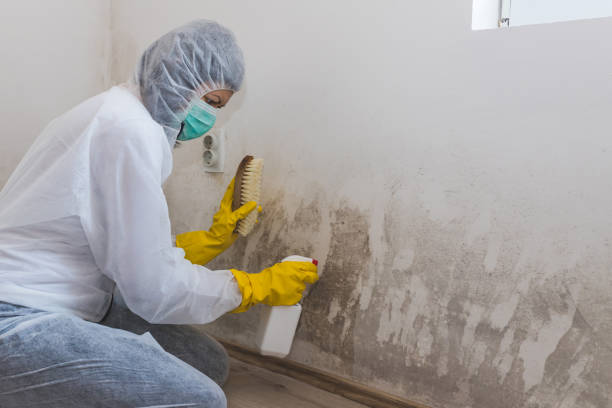 Best Local Mold Removal Service  in Buzzards Bay, MA