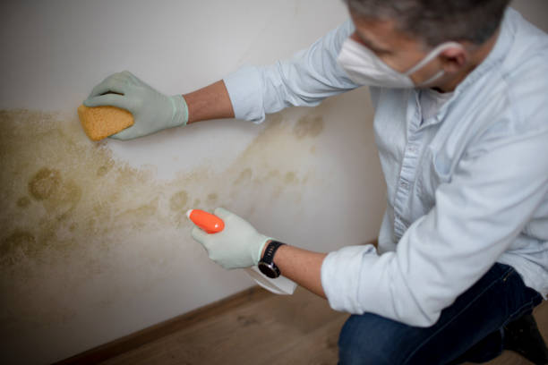 Best Mold Remediation  in Buzzards Bay, MA