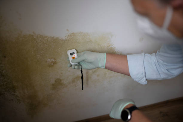 Best Mold Testing and Removal  in Buzzards Bay, MA