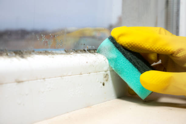 Mold Removal and Inspection in Buzzards Bay, MA