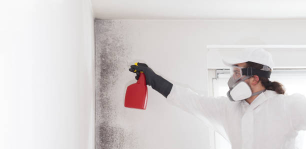Best Fast Mold Removal  in Buzzards Bay, MA