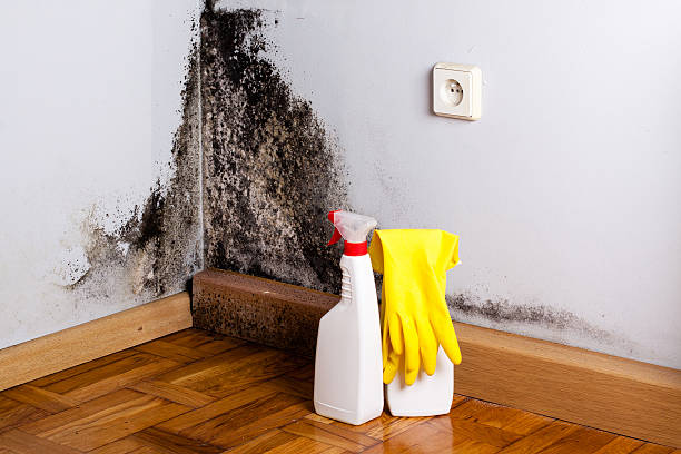 Best Mold Testing  in Buzzards Bay, MA